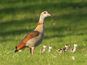 Parent: Egyptian Goose, female parent bird with goslings on a park green