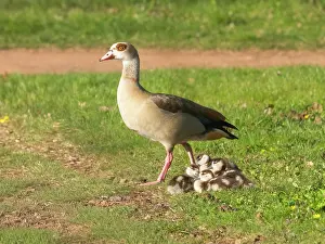 Parent: Egyptian Goose, female parent bird with resting goslings on park green