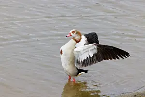 Egyptian: Egyptian Goose - flapping wings Alopochen aegyptiaca