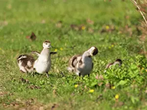 Goslings: Egyptian Goose, goslings on a park green