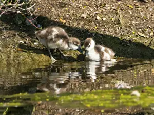 Goslings: Egyptian Goose, two goslings standing at the edge of a lake
