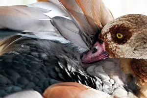Aegyptiaca: Egyptian Goose grooming