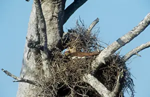 Stealing: Egyptian Goose - nesting on top of a buffalo weaver nest