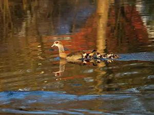 Parent: Egyptian Goose, North Hesse, Germany