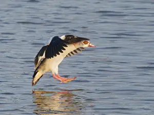 Egyptian: Egyptian Goose o' coming in to land Alopochen aegyptiaca