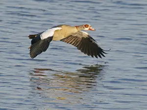 Egyptian: Egyptian Goose o' coming in to land Alopochen aegyptiaca