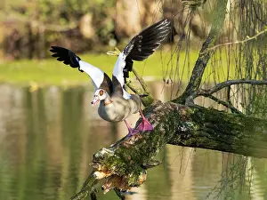 Duncan Usher: Egyptian Goose, in take -off flight from branch over a lake