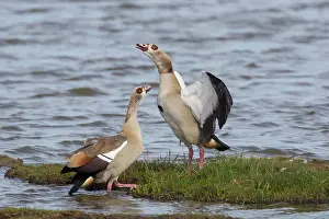 Aegyptiacus: Egyptian Goose - pair - Germany