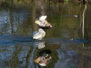 Attack: Egyptian Goose, parent bird attacking an intruding male Mute swan (Cygnus olor)