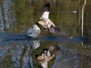 Attack: Egyptian Goose, parent bird attacking an intruding male Mute swan (Cygnus olor)