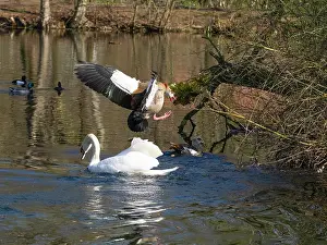 Attack: Egyptian Goose, parent bird attacking an intruding male Mute swan (Cygnus olor)