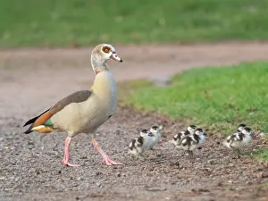 Parent: Egyptian Goose, parent bird with goslings
