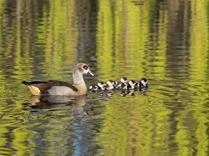 Parent: Egyptian Goose, parent bird with goslings