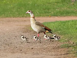 Parent: Egyptian Goose, parent bird with goslings
