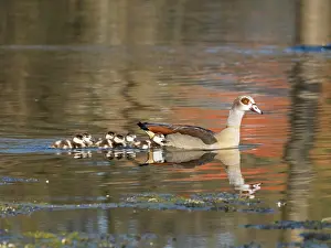Parent: Egyptian Goose, parent bird with goslings