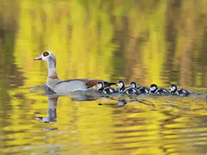 Parent: Egyptian Goose, parent bird with goslings