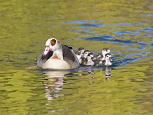 Parent: Egyptian Goose, parent bird with goslings