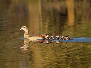 Parent: Egyptian Goose, parent bird with goslings