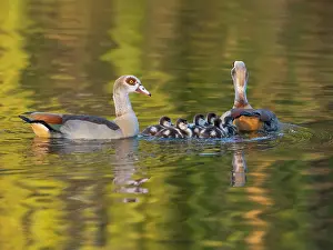 Father: Egyptian Goose, parent birds with goslings