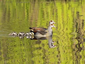 Father: Egyptian Goose, parent birds with six goslings