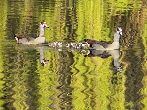 Father: Egyptian Goose, parent birds with six goslings