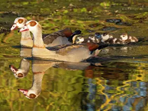 Father: Egyptian Goose, parent birds with six goslings