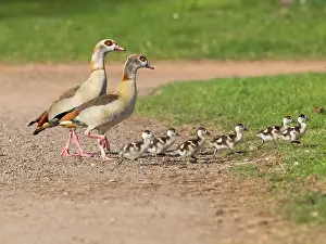 Father: Egyptian Goose, parent birds with goslings