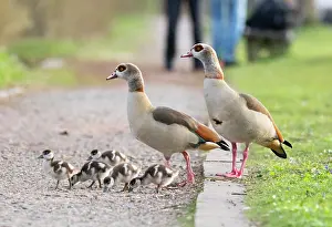 Father: Egyptian Goose, parent birds with goslings