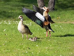 Parent: Egyptian Goose, parent birds with goslings in a park