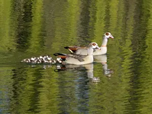 Parent: Egyptian Goose, parent birds with six goslings swimming across a lake