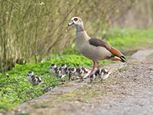Parent: Egyptian Goose, parent female; bird with six goslings