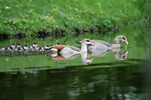 Ganders: Egyptian Goose - parents with goslings on lake