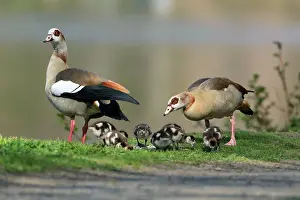 Aegyptiaca: Egyptian Goose - parents with young goslings in park