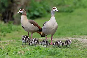 Aegyptiaca: Egyptian Goose - parents with young goslings in park