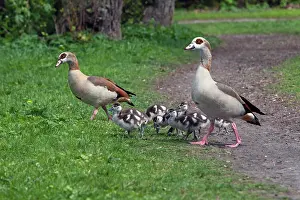 Aegyptiaca: Egyptian Goose - parents with young goslings in park