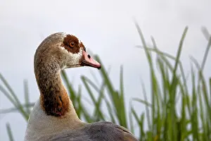 Egyptian: Egyptian goose at the pond