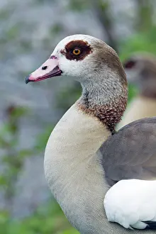 Aegyptiaca: Egyptian Goose - portrait study