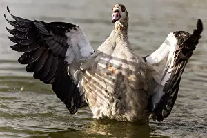 Aegyptiaca: Egyptian Goose standing in water with its wings open