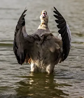 Aegyptiaca: Egyptian Goose standing in water with its wings open