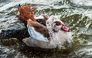Aegyptiaca: Egyptian Goose in the water