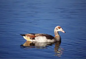 Peter Steyn: EGYPTIAN GOOSE - IN WATER