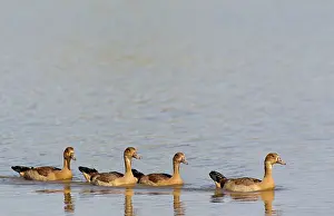Egyptian Goose - four young