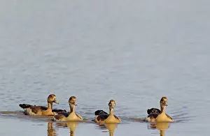 Aegyptiaca: Egyptian Goose - four young