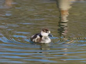 Offspring: Egyptian goose, young gosling swimming across a lake