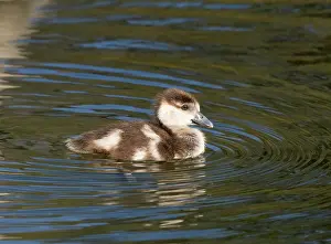 Offspring: Egyptian goose, young gosling swimming across a lake