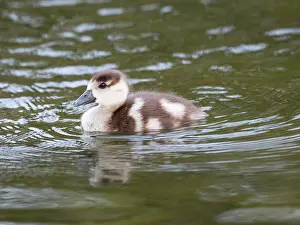 Duncan Usher: Egyptian goose, young gosling swimming across a lake