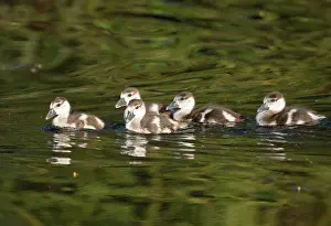 Duncan Usher: Egyptian goose, five young gosling swimming across a lake