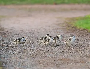 Goslings: Egyptian goose, six young goslings