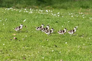 Goslings: Egyptian goose, six young goslings