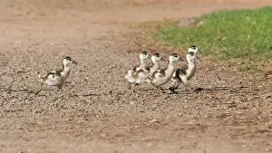 Path: Egyptian goose, six young goslings
